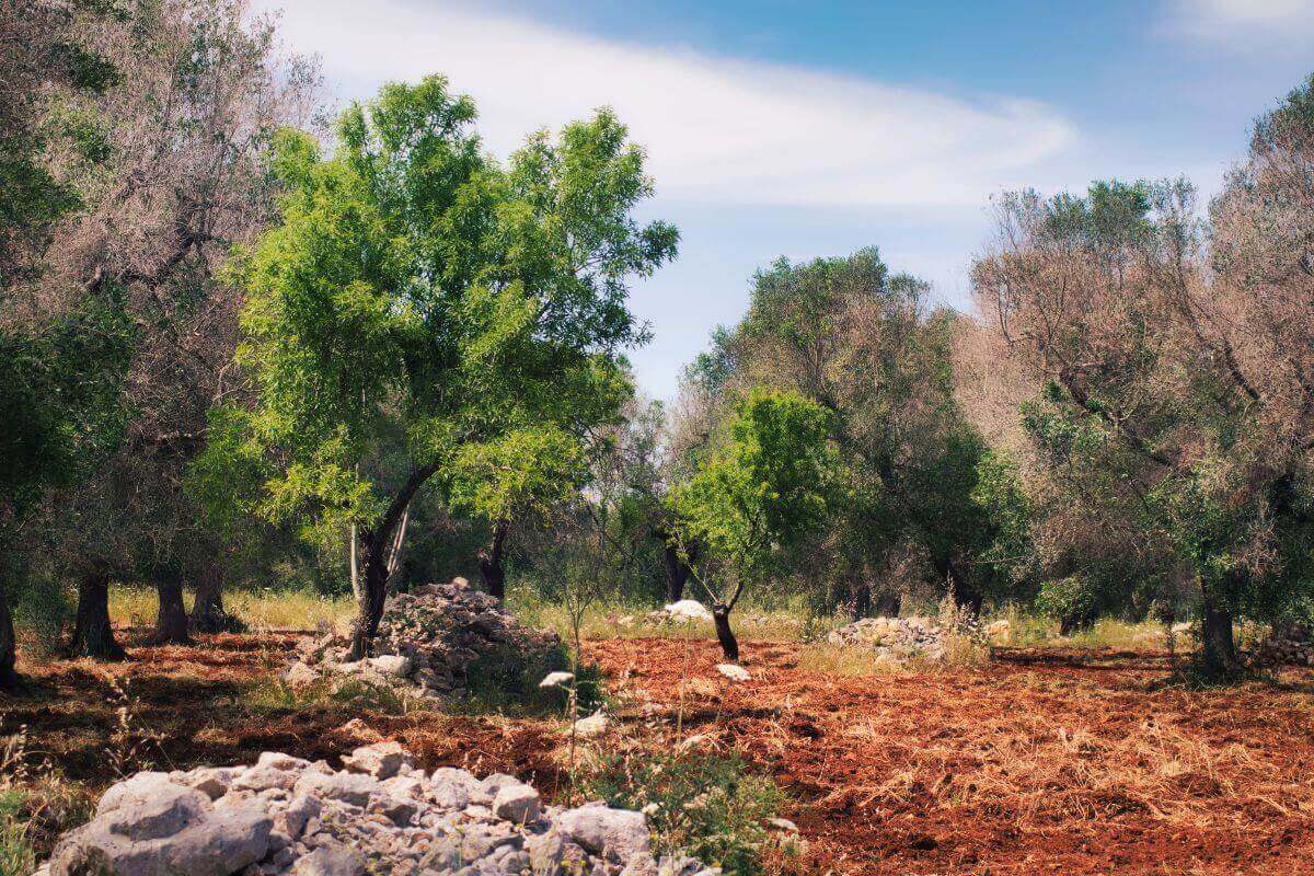 Adopt an Olive Tree in Palestine